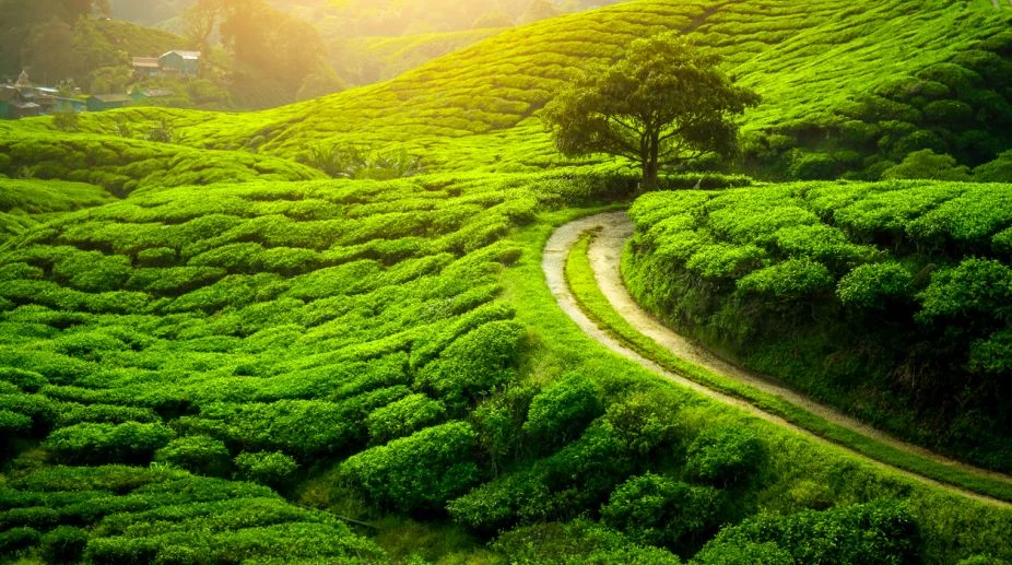 Darjeeling the queen of hills to visit once